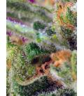 SWEET SEEDS - BLACK JACK CBD