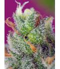 SWEET SEEDS - CREAM CARAMEL CBD