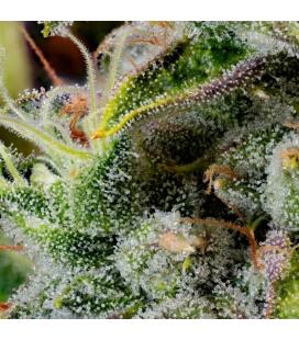 Nurset indoor