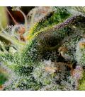 Nurset indoor