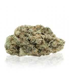 Lemon Tonik indoor