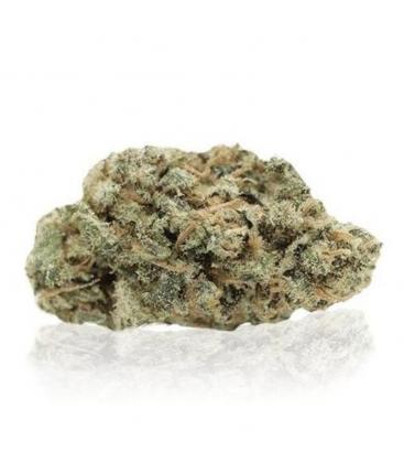 Lemon Tonik indoor