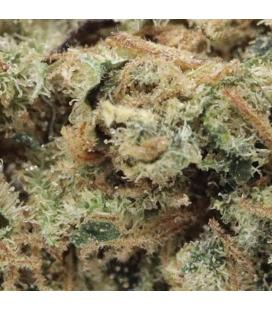 Lemon Tonik indoor