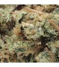Lemon Tonik indoor