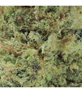 L.A. SPECIAL indoor