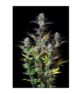FAST BUDS - BLUEBERRY AUTO