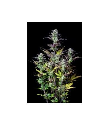 FAST BUDS - BLUEBERRY AUTO