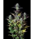 FAST BUDS - BLUEBERRY AUTO