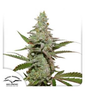 DUTCH PASSION - AMSTERDAM AMNESIA FEM