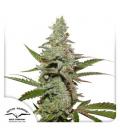 DUTCH PASSION - AMSTERDAM AMNESIA FEM