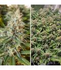 DUTCH PASSION - AMSTERDAM AMNESIA FEM