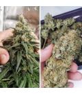 DUTCH PASSION - AMSTERDAM AMNESIA FEM
