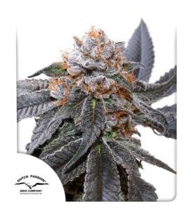DUTCH PASSION - AMSTERDAM AMNESIA FEM