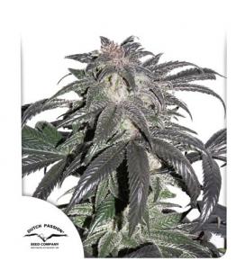 DUTCH PASSION - BLUE ZUSHI FEM