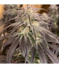DUTCH PASSION - BLUE ZUSHI FEM