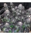 DUTCH PASSION - BLUE ZUSHI FEM