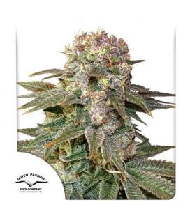 DUTCH PASSION - C-VIBEZ FEM
