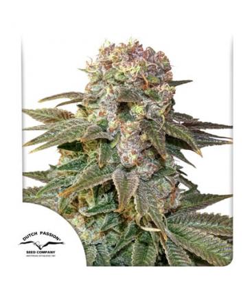 DUTCH PASSION - C-VIBEZ FEM
