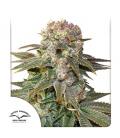 DUTCH PASSION - C-VIBEZ FEM