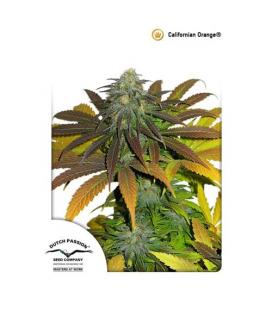 DUTCH PASSION - CALIFORNIAN ORANGE FEM