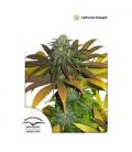 DUTCH PASSION - CALIFORNIAN ORANGE FEM