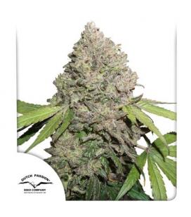 DUTCH PASSION - CBD CHARLOTTE'S ANGEL FEM