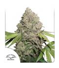 DUTCH PASSION - CBD CHARLOTTE'S ANGEL FEM