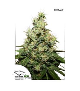 DUTCH PASSION - CBD KUSH FEM
