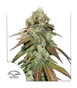 DUTCH PASSION - CBD MAZAR FEM