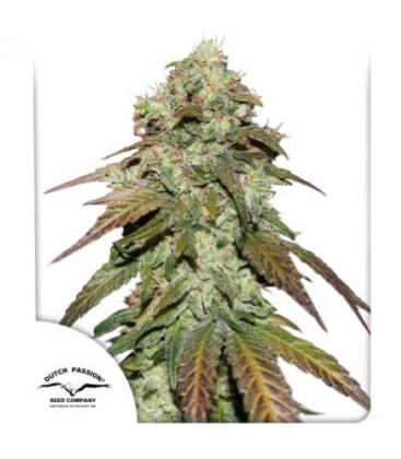 DUTCH PASSION - CBD MAZAR FEM