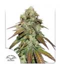 DUTCH PASSION - CBD MAZAR FEM