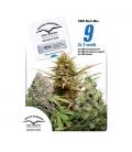DUTCH PASSION - CBD KUSH FEM