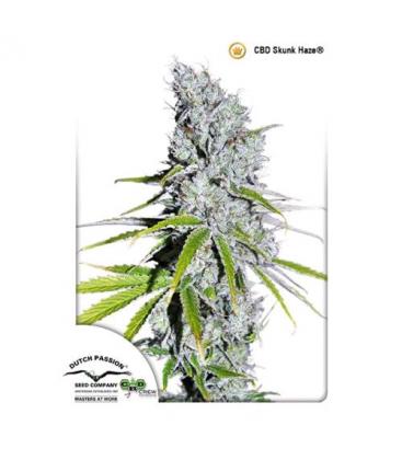 DUTCH PASSION - CBD SKUNK HAZE FEM
