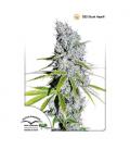DUTCH PASSION - CBD SKUNK HAZE FEM
