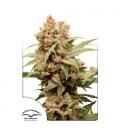 DUTCH PASSION - CBG-FORCE FEM