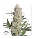 DUTCH PASSION - CRITICAL ORANGE PUNCH FEM