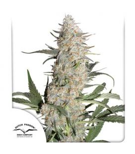 DUTCH PASSION - CRITICAL ORANGE PUNCH FEM