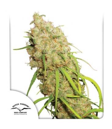 DUTCH PASSION - DESFRAN FEM