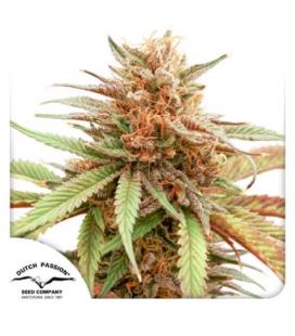 DUTCH PASSION - DURBAN DEW FEM