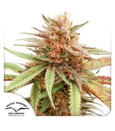 DUTCH PASSION - DURBAN DEW FEM