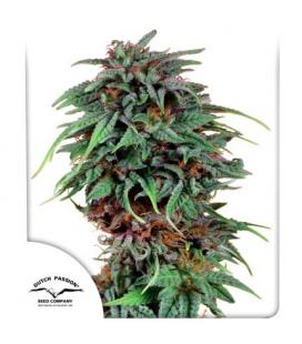 DUTCH PASSION - DURBAN POISON FEM