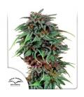 DUTCH PASSION - DURBAN POISON FEM