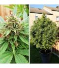 DUTCH PASSION - DURBAN POISON FEM