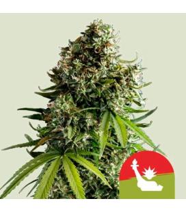 ROYAL QUEEN SEEDS X TYSON - NYC SOUR D AUTO