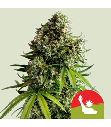 ROYAL QUEEN SEEDS X TYSON - NYC SOUR D AUTO