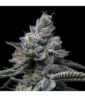 COOKIES SEED BANK - RS11 X HOLLYWOOD FEM - 6 PCS