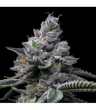 COOKIES SEED BANK - RS11 X HOLLYWOOD FEM - 6 PCS