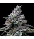COOKIES SEED BANK - RS11 X HOLLYWOOD FEM