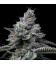 COOKIES SEED BANK - RS11 X HOLLYWOOD FEM
