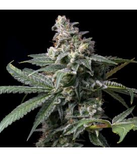 COOKIES SEED BANK - GMO X HOLLYWOOD FEM